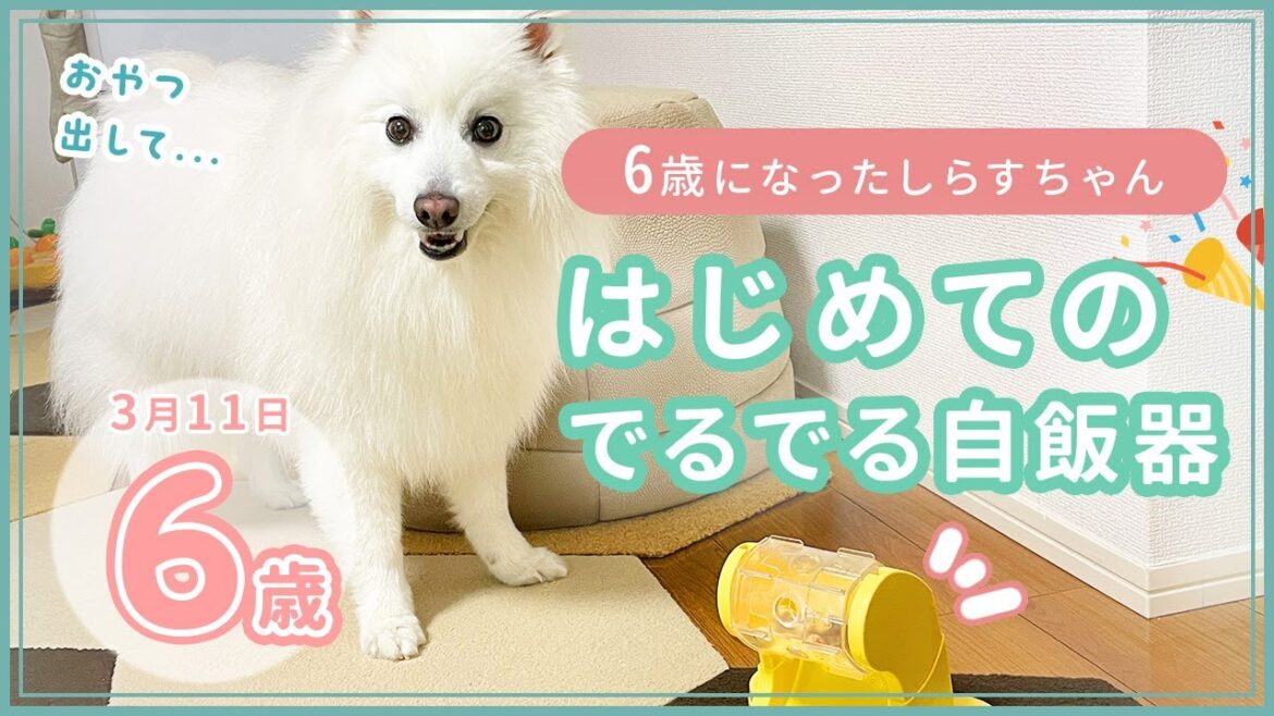 6歳になったしらすとでるでる自飯器 - 6 year old shirasu and deruderu jihanki
