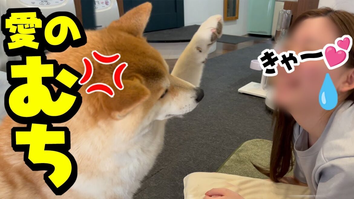 意地悪な娘に世界一の愛のビンタを喰らわすブチギレ柴犬