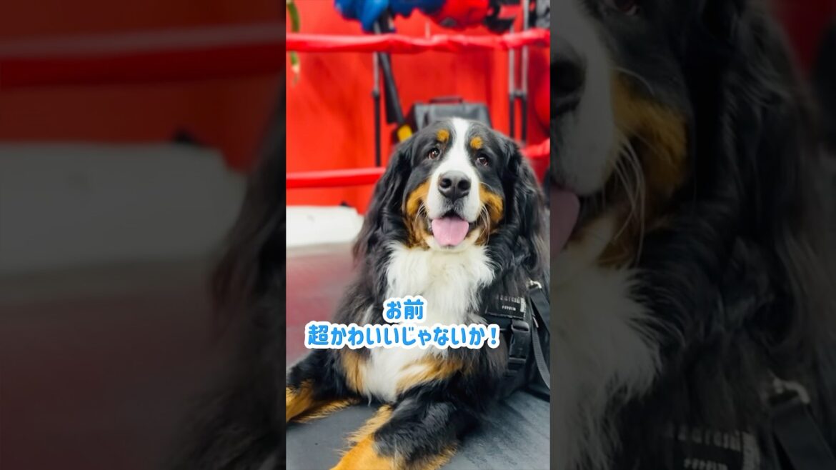 ここはボクシングジム‼️大歓迎されたバーニーズ🐾