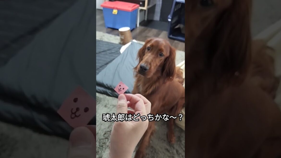 犬にも利き手があるらしい #irishsetter #アイリッシュセッター #大型犬 #ペット #大型犬のいる生活 #犬のいる暮らし