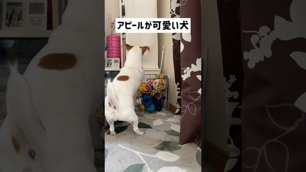 その顔に負けました💦ジャックラッセルテリアのひまわり＆つばき【ひまチャンネル】#shorts#jackrussellterrier #犬のいる生活