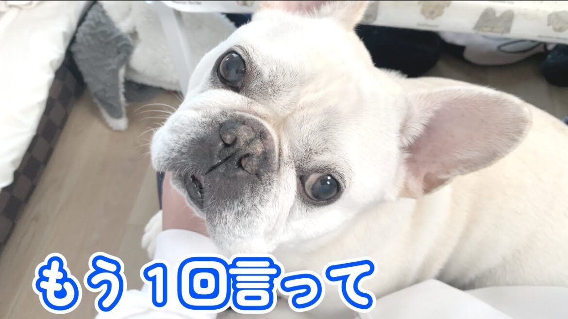 何度でも聞きたい…あの言葉【フレンチブルドッグ frenchbulldog】