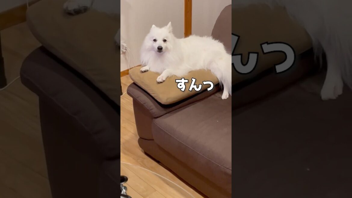 【場所とり熾烈】昼寝の先客がかわいすぎた　#日本スピッツ #中型犬 #japanesespitz #shorts