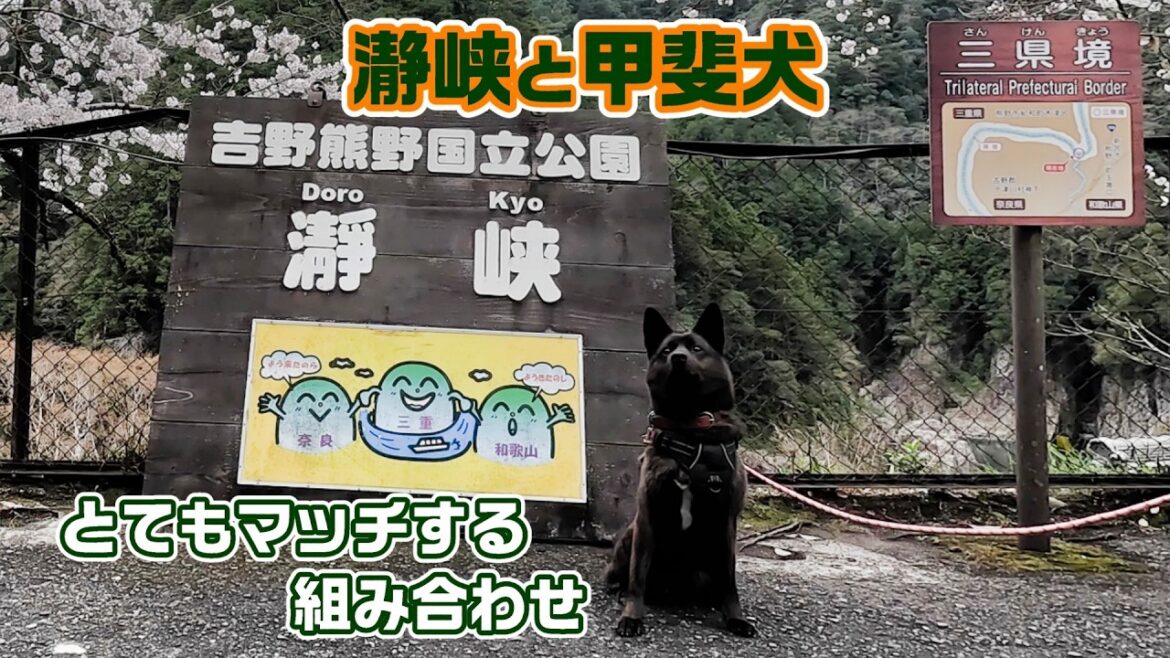 愛犬と三県境の渓谷花見 桜の瀞峡に連れて行ってあげました　甲斐犬いち
