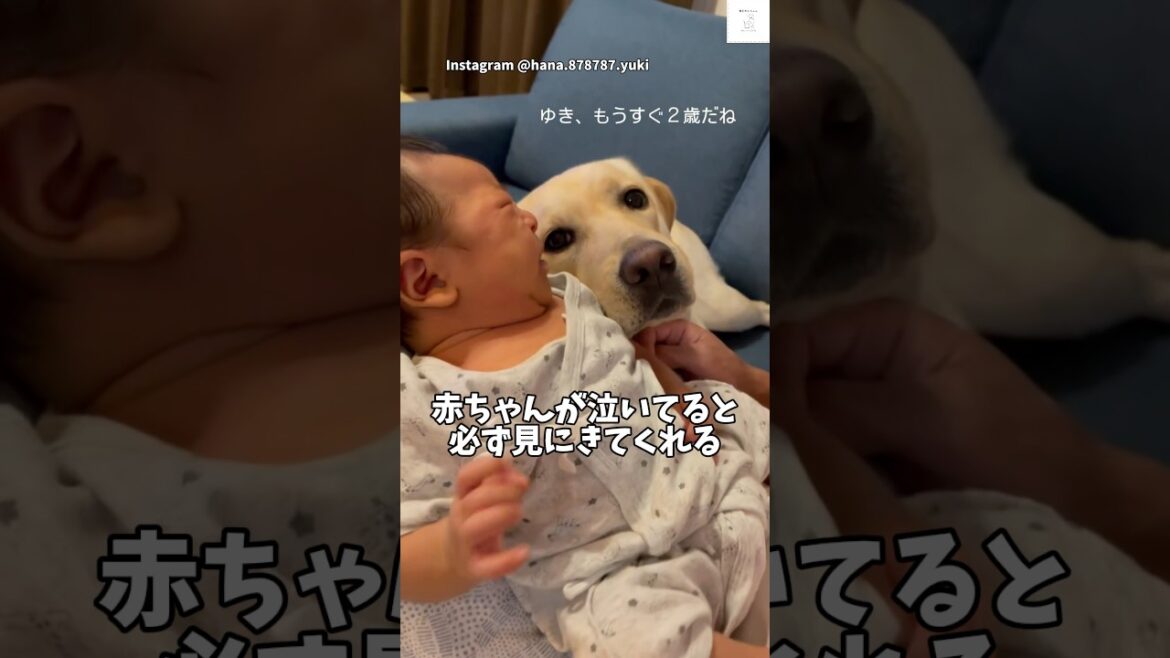 泣いた瞬間、すぐそばに…優しすぎるお姉ちゃん🐶　#ラブラドールレトリバー #大型犬 #犬　#赤ちゃん　#かわいい