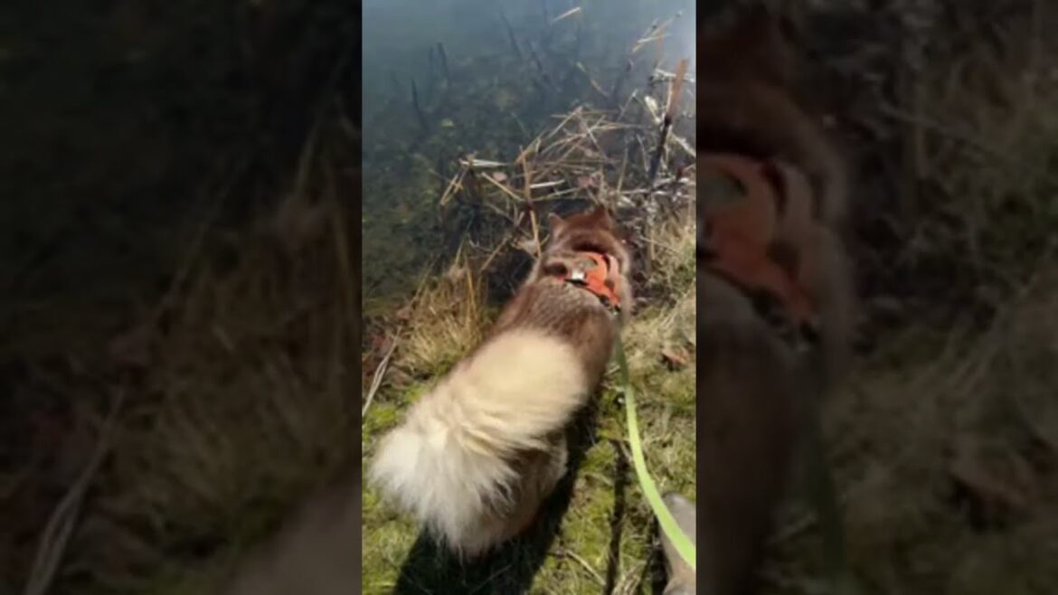 Moose The Alaskan Malamute Dog Nature Walking #husky #live #doglover #outdoors