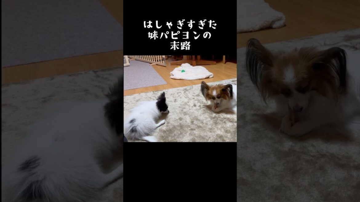 一触即発パピヨン兄妹　 #パピヨン #papillon #可愛い#子犬お迎え