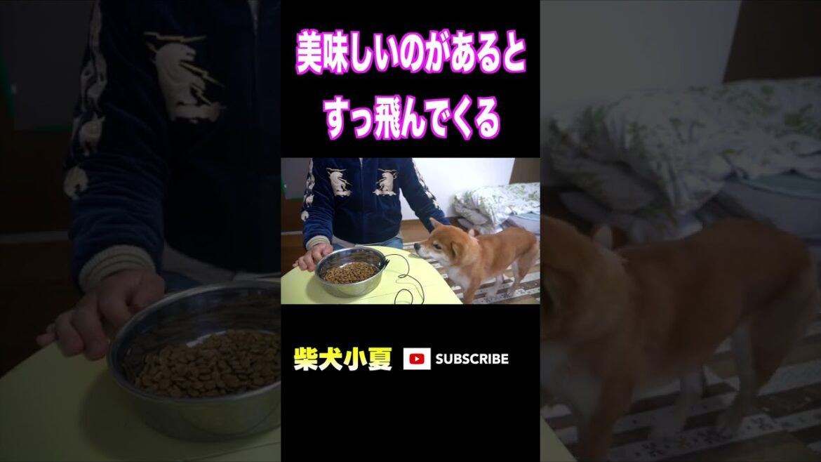 美味しいのがあるとすっ飛んでくる #神戸 #柴犬 #shiba #犬のいる生活 美味しいのがあるとすっ飛んでくる #神戸 #柴犬 #shiba #犬のいる生活
