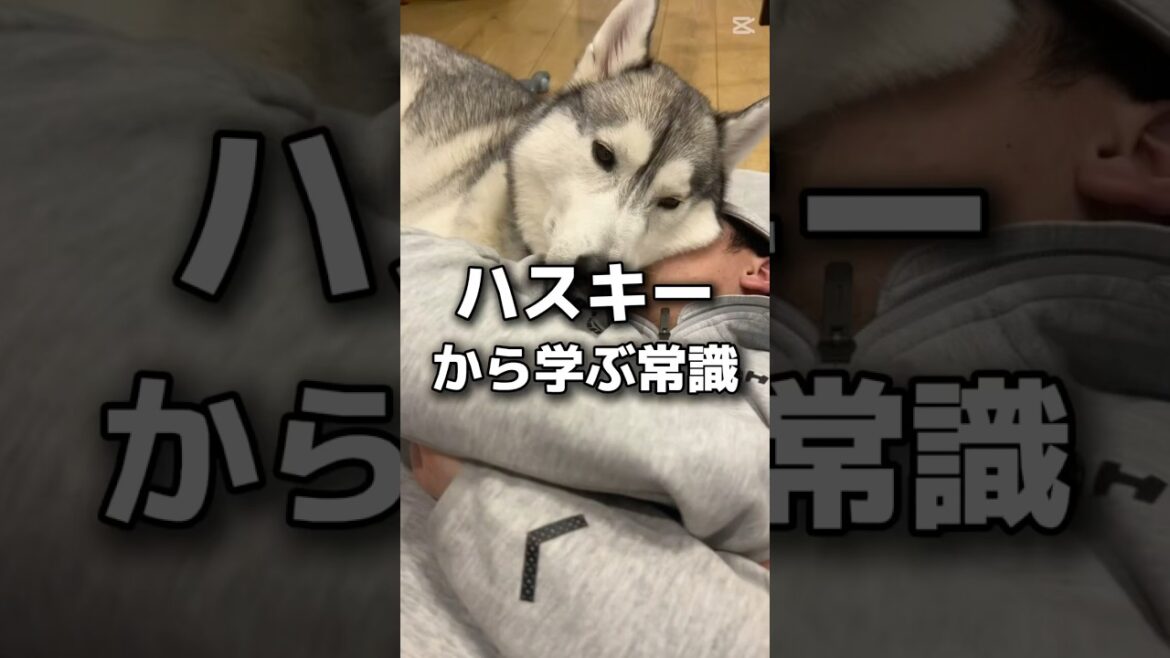 ハスキーから学ぶ常識 #シベリアンハスキー #ハスキー #ハスキー犬#大型犬 #dog #husky #shorts