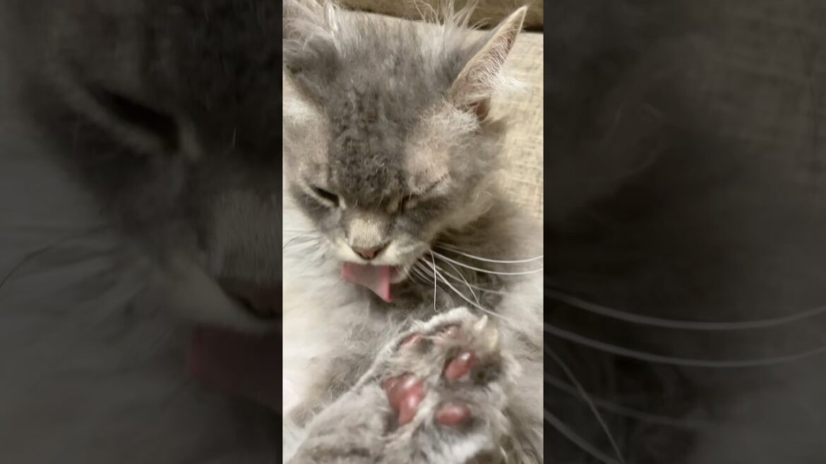 #ラパーマ #cat #穏やかなミンミン #猫のいる暮らし