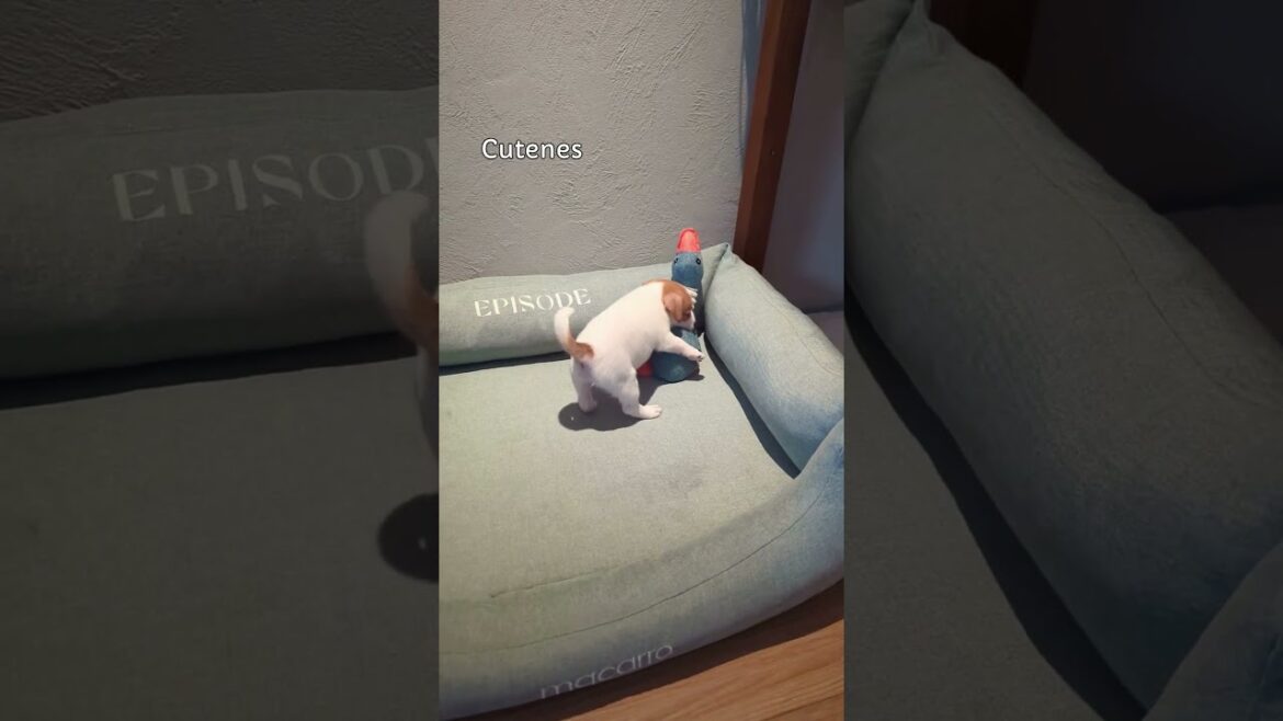 Tiny Jack Russell vs Duck Toy 😤💗 First Hotel Trip!  #puppy #dogsoftiktok