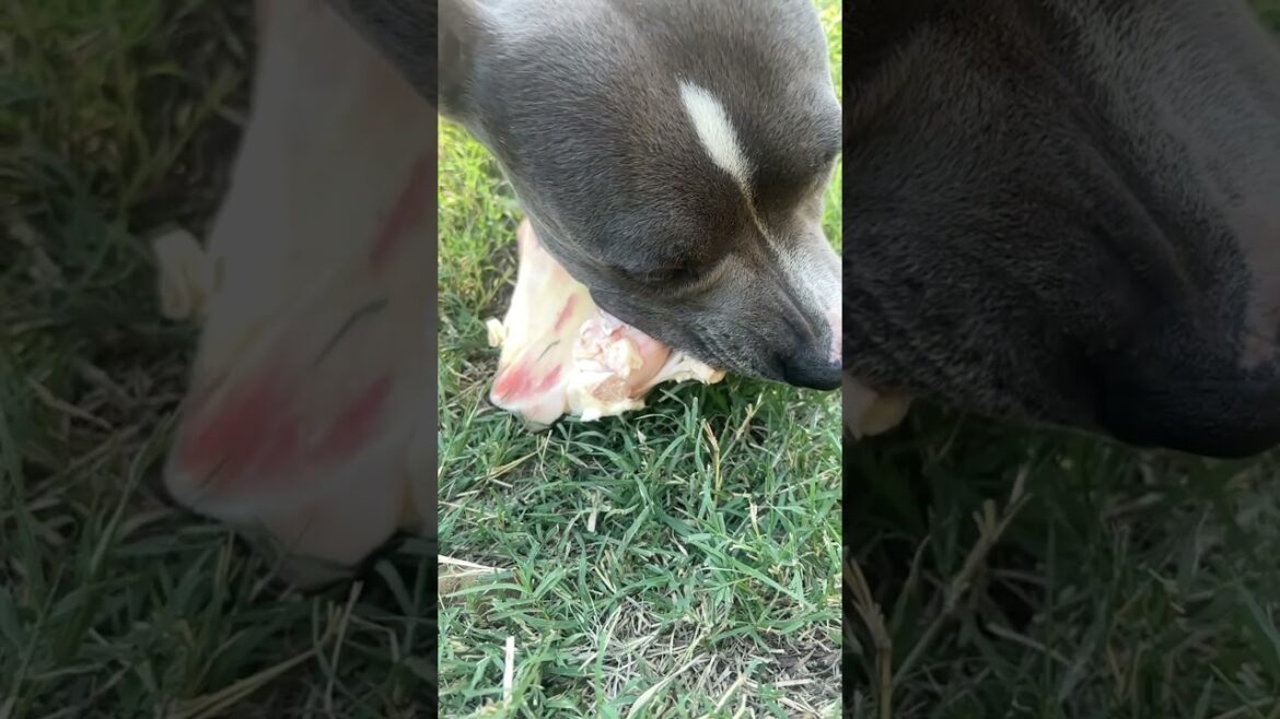 BIG DOG BONE 🦴 BLUE STAFFY