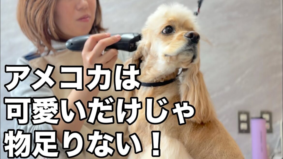 かわいいと綺麗を両立させるアメリカンコッカースパニエルのトリミング✂︎（シエルちゃん）