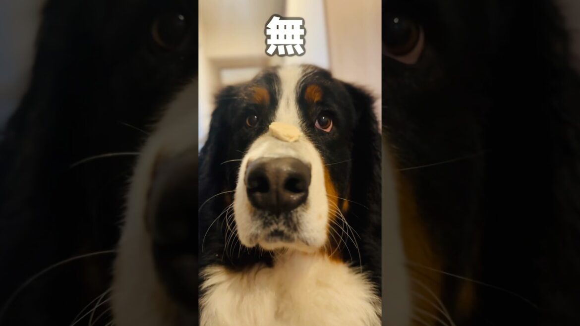 おやつを乗せた瞬間…感情ゼロ⁉️“無”になるバーニーズ🐾