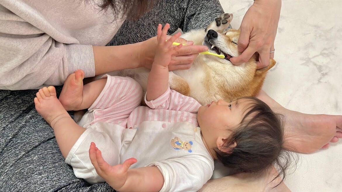 歯磨きのお手本を見せてあげる豆柴とゴールデンレトリバー