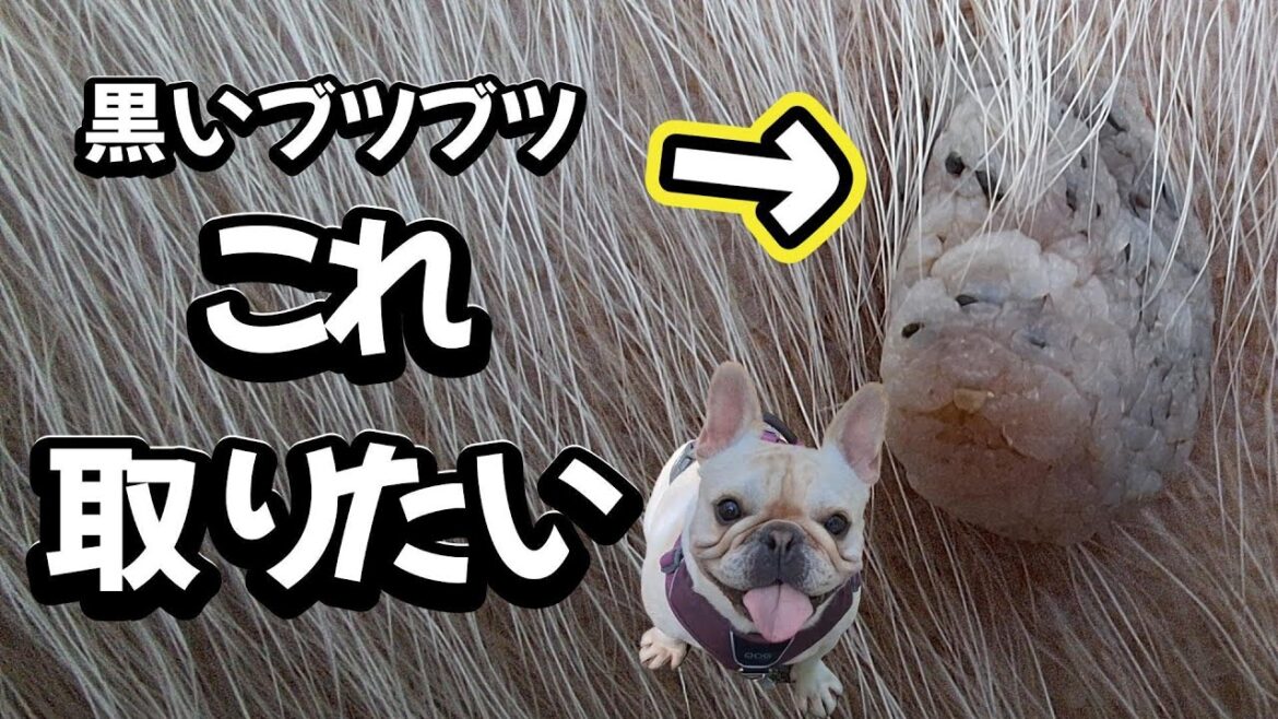 フレンチブルドッグ🐶ブツブツがレオンの悩み★毎日コツコツ頑張っていますが・・★２１８回目★