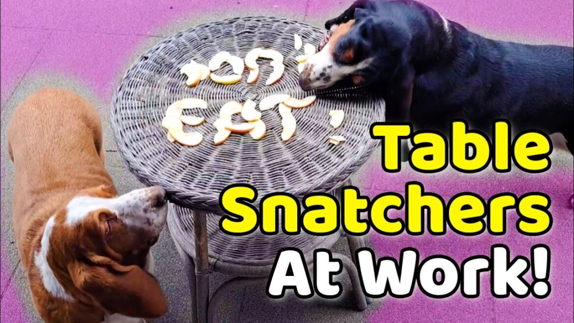 Can these Bassetss resist the Temptation?