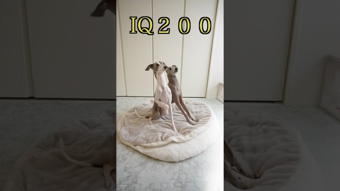 おやつの時だけIQ200になる犬www#shorts