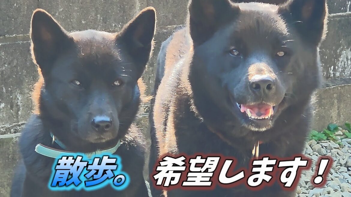 【甲斐犬】眠い…けど散歩に行きたい！