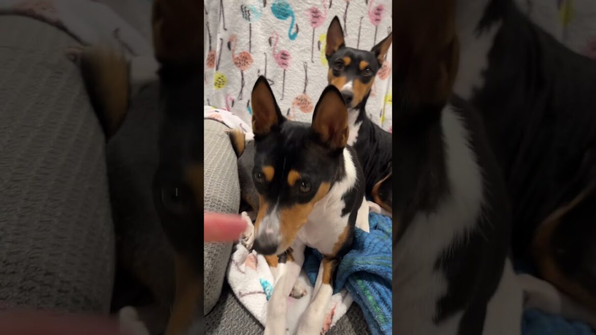 Basenji BFFs