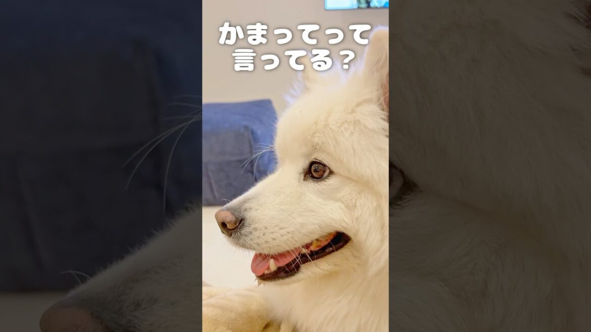 サモエドのかまってアピールがかわいすぎる　#samoyed #サモエド