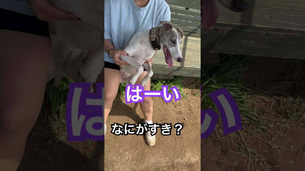飼い主いちばんっ！！#犬　#ウィペット　#ボーダーコリー #ドッグラン　#バズパークドッグラン　#犬のいる生活 ​⁠@借金ドッグランのPちゃん