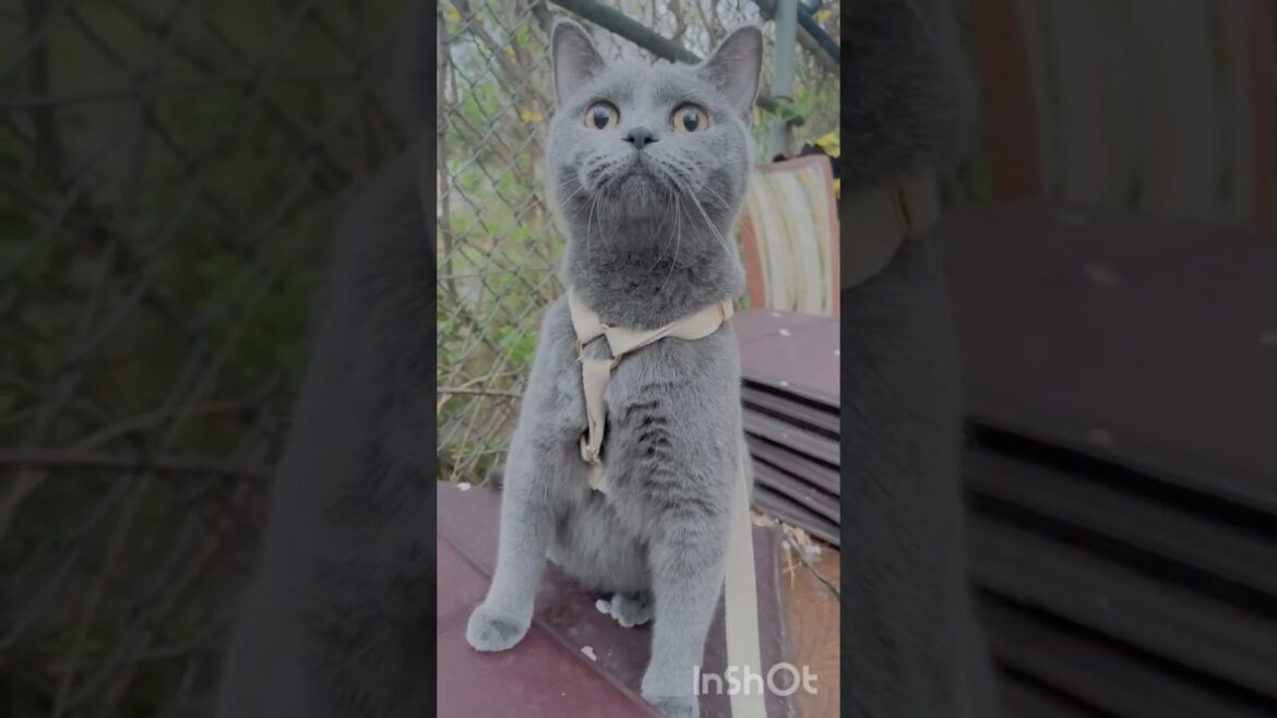 새를 가까이서 보고 놀란 모찌 #샤트룩스 #chartreux #산책냥이 #산책하는고양이 #cat #catlover #catsoftiktok #h형하네스 #シャトルクス #シャルトルー