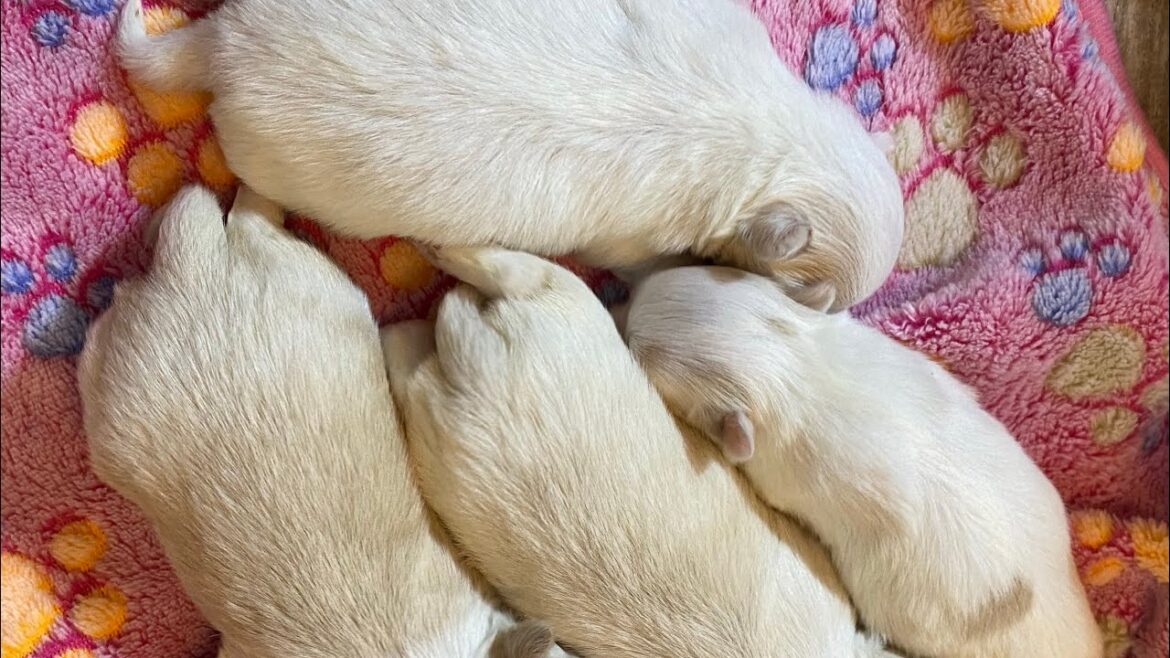 生後2週間のロングコートのオスとメスの明るい色のチワワの子犬