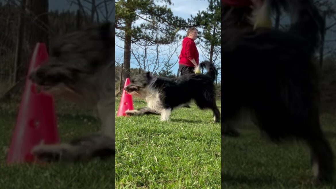Sirius the bearded border collie #dogtricks #dogdance
