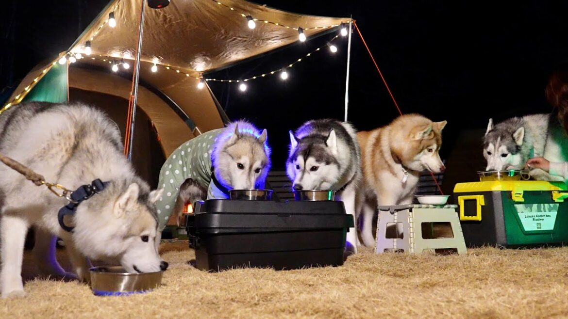 【大騒ぎ】5頭のハスキー犬とキャンプするとこんなにも騒がしいんです... 【シベリアンハスキー】