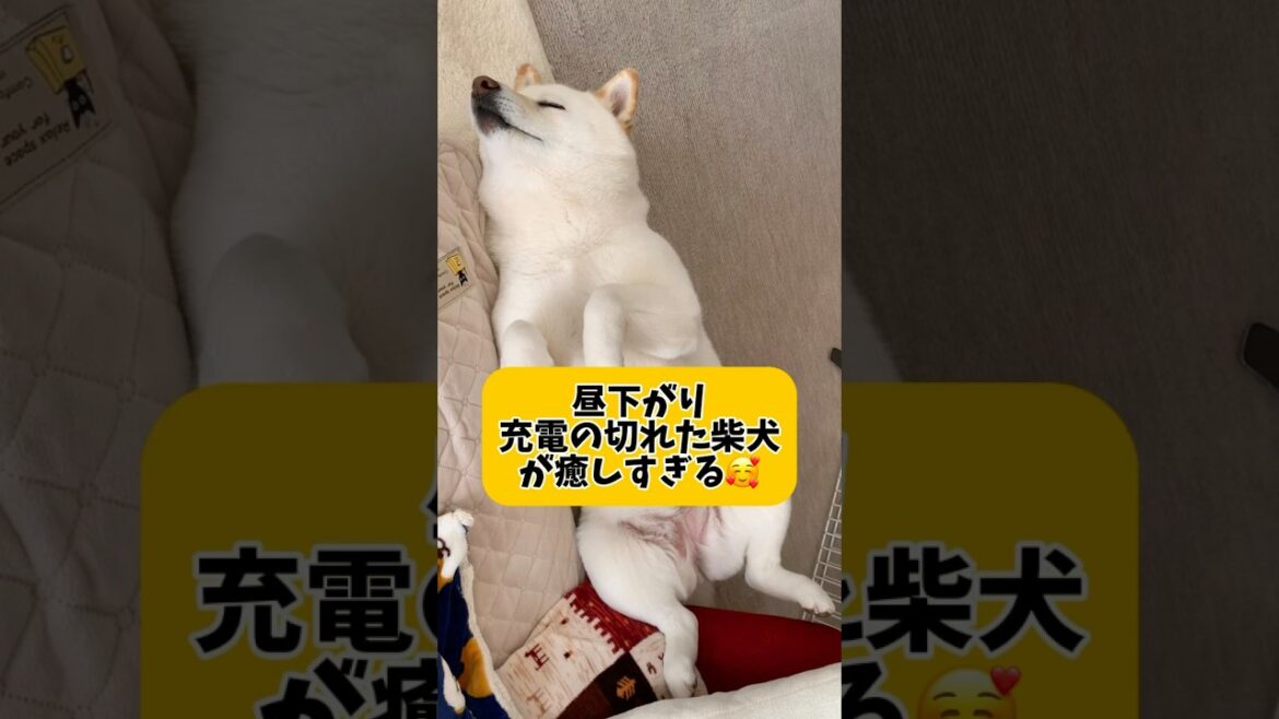 昼下がり、充電の切れた柴犬が癒しすぎる🥰 #shorts #柴犬 #犬 #dog