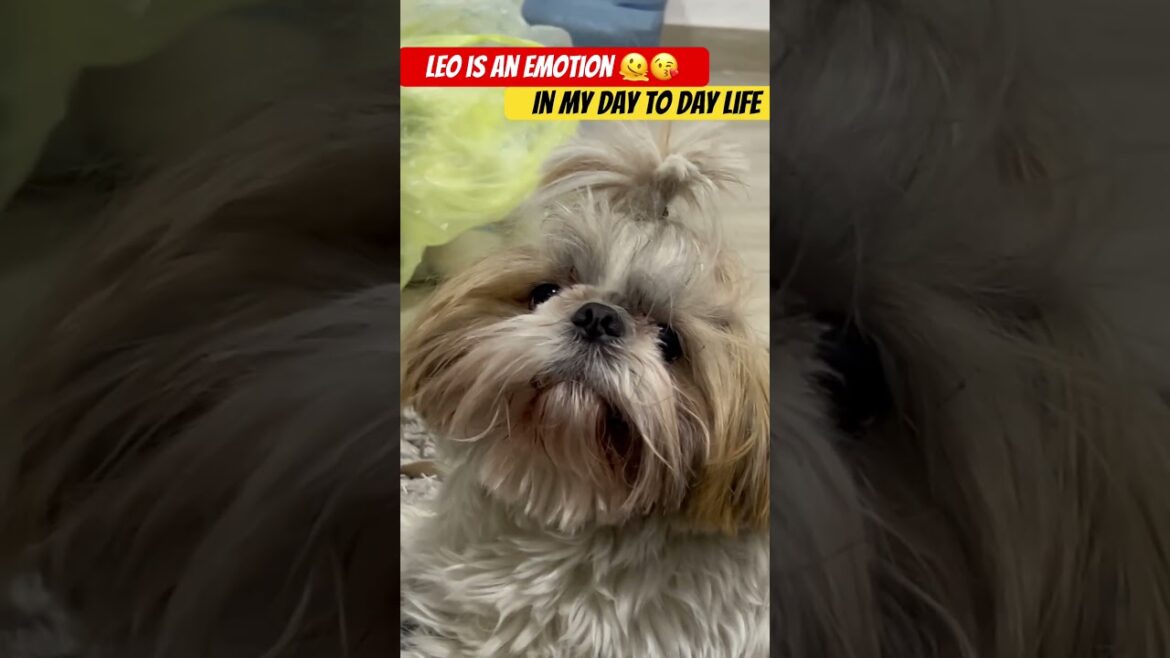 Leo is an emotion , in my daily life , without Leo , I can’t live even a single day #youtubeshorts