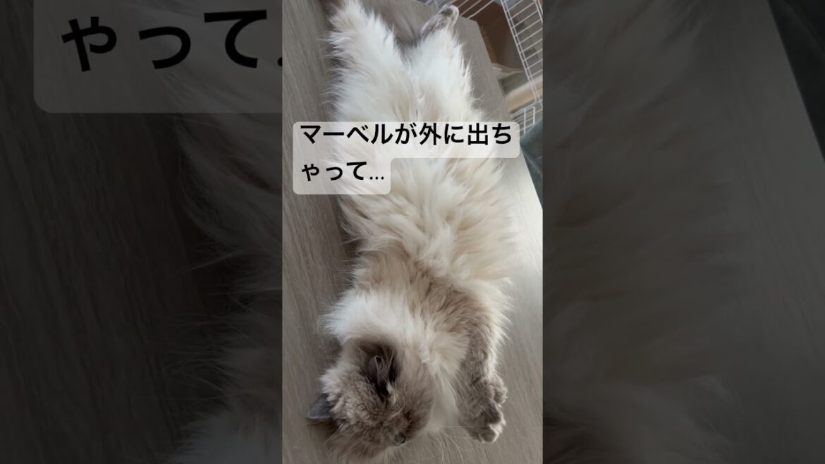 外に出ちゃって焦った💦ヒマラヤンのマーベル🐈🐾 #shorts #猫のいる暮らし #ピアノ #piano #猫好きさんと繋がりたい