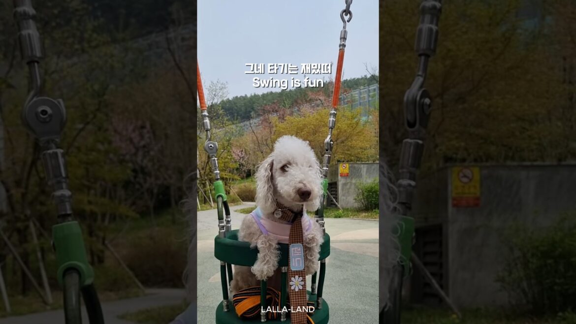 그네 좀 타는 강아지 🐶 swing dog