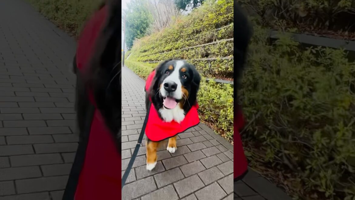 てくてくバーニーズ🐾雨あがりのお散歩タイム♪