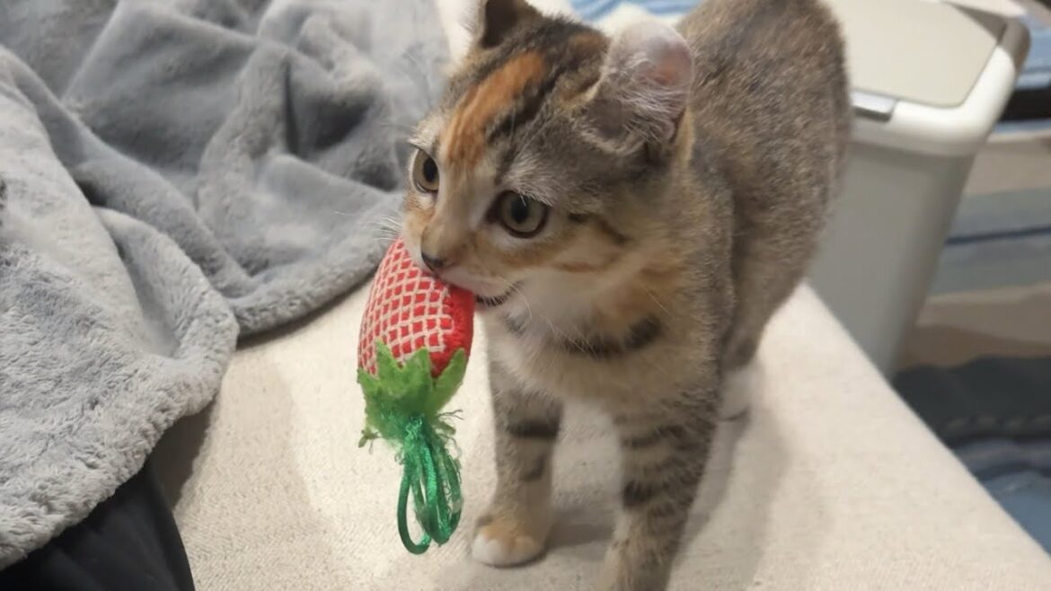 子猫りんちゃんの学習能力が凄かったww