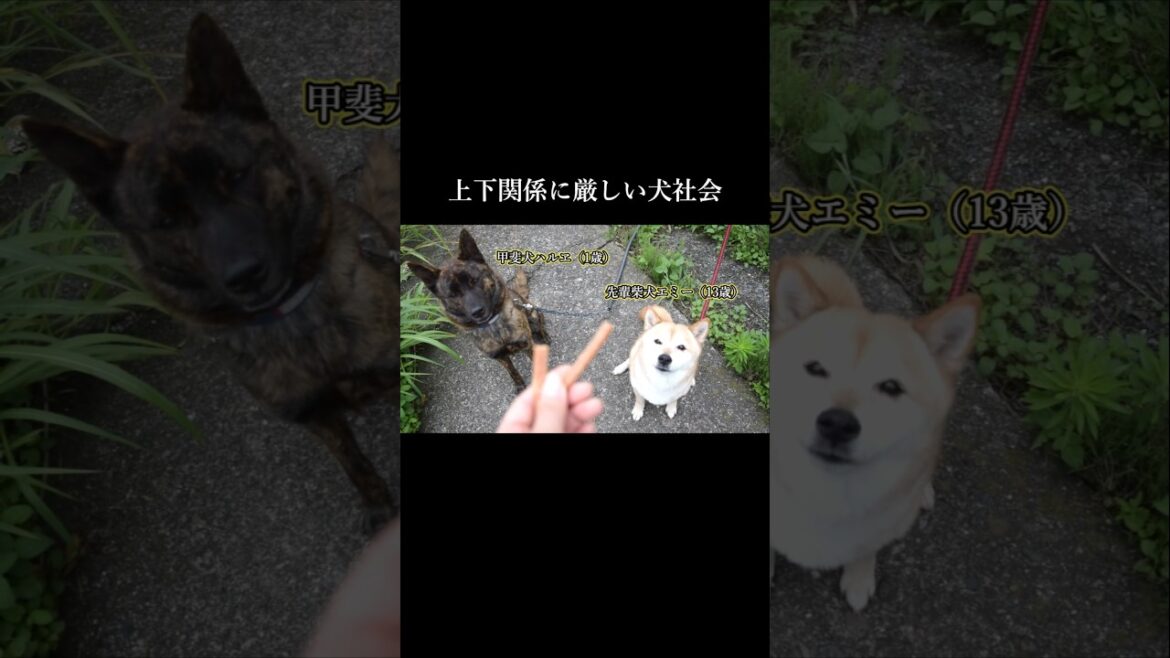上下関係に厳しい犬社会　#甲斐犬 #柴犬 #youtubeshorts
