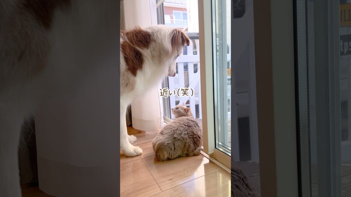猫から方時も離れない犬が可愛いすぎる😂【オーストラリアンシェパード】#shorts