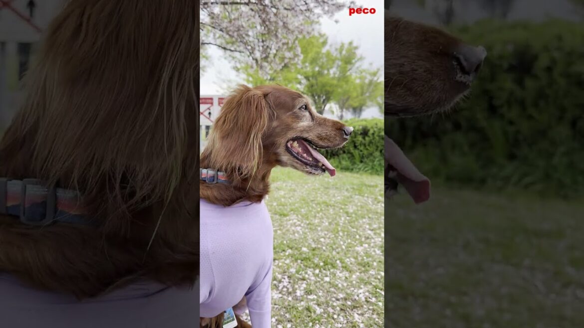 桜2025（sakura（Cherry Blossoms）2025）  #shorts   （peco） アイリッシュセター（アイリッシュセッター） Irish Setor（Irish Setter）