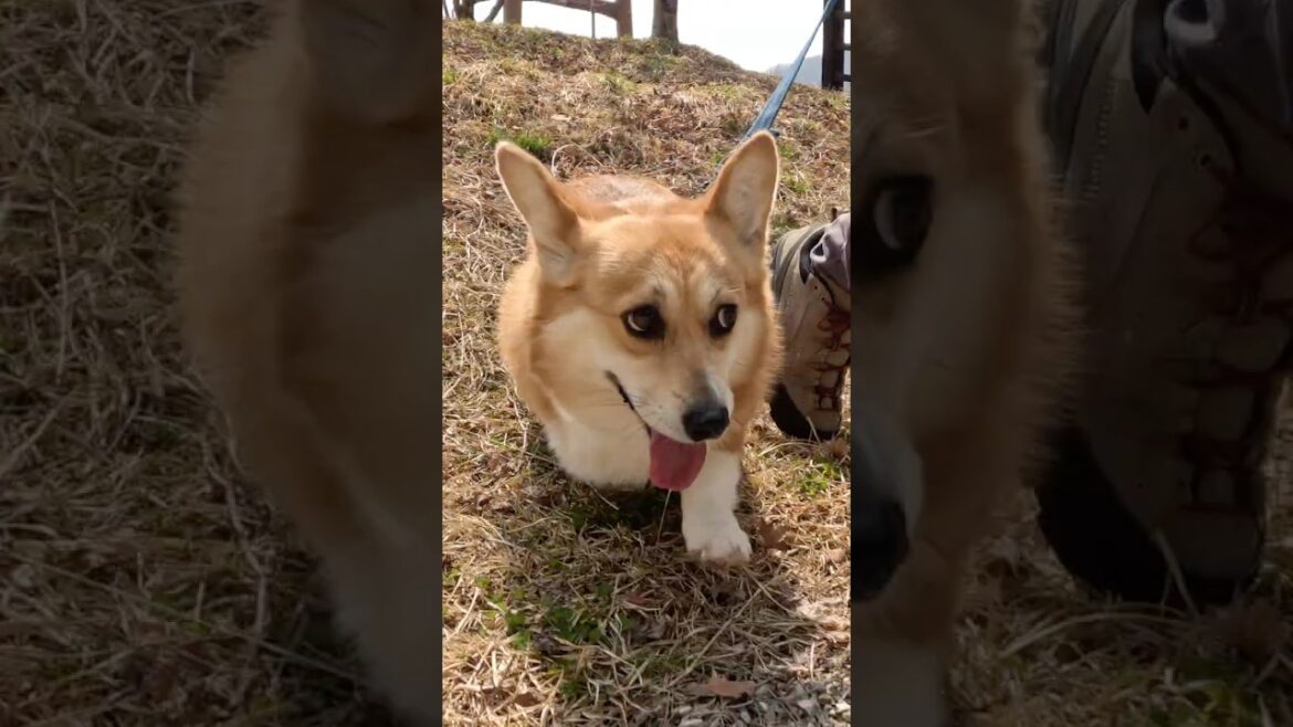 遊び心で土手を下りるコーギー / A playful corgi goes down the bank #コーギー #corgi #サクラ