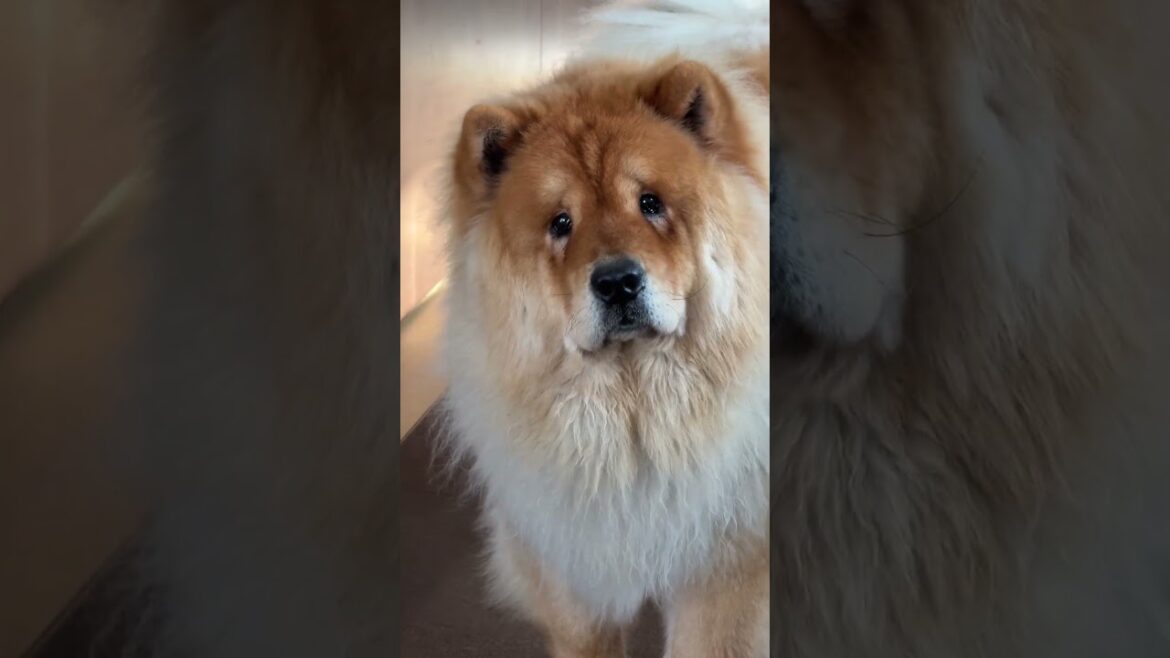 私のレバー論を真剣に聞いてくれる犬【チャウチャウ】【大型犬】＃Shorts