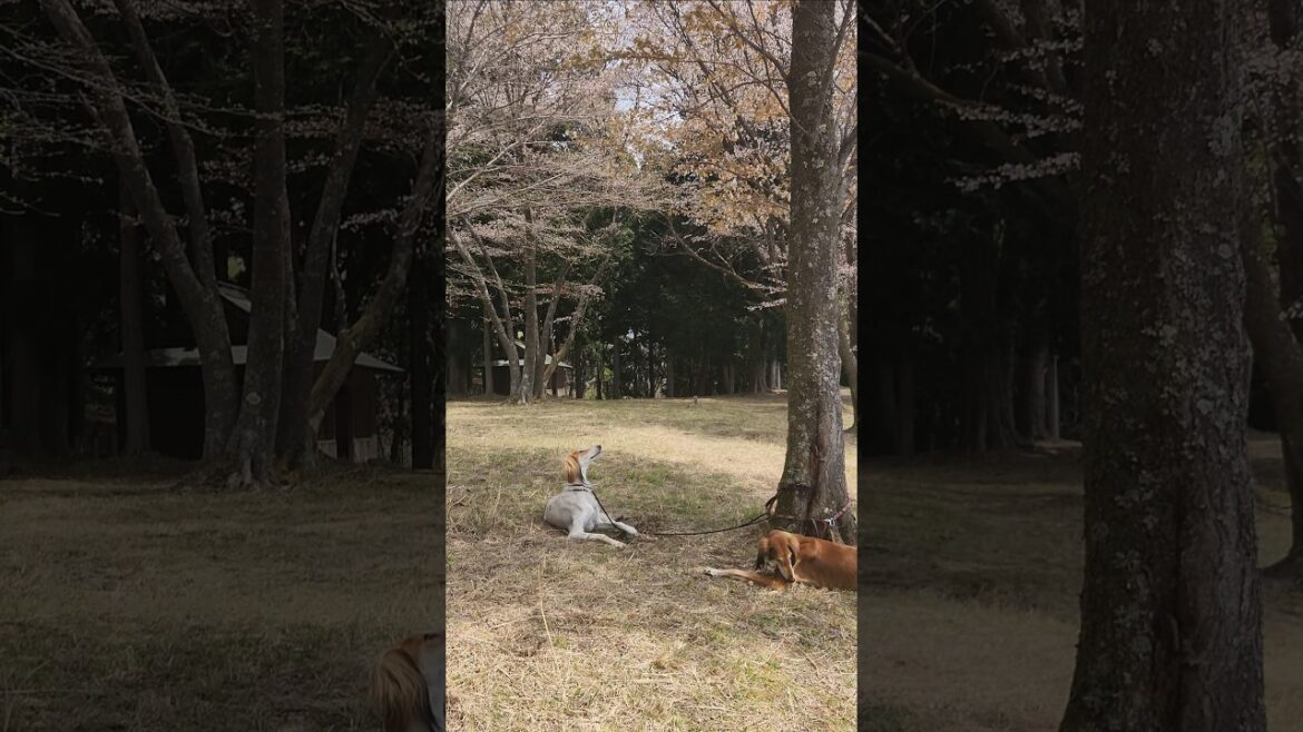 屏風岩公苑　#shorts #サルーキ #犬 #saluki #sighthound #dog#ハイキング犬 #低山