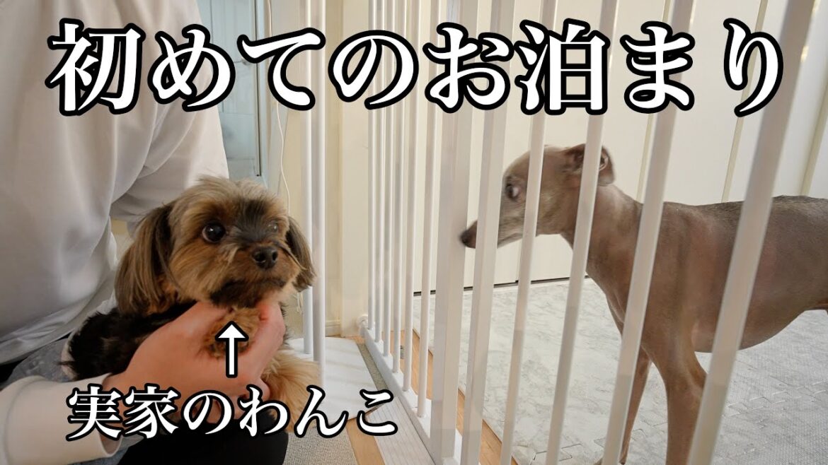 「誰だこのテンション高いイタグレは…」実家の臆病犬、困惑中。 「誰だこのテンション高いイタグレは…」実家の臆病犬、困惑中。