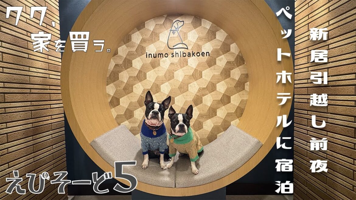 【ボストンテリア】クク家を買う🏠えぴそーど5