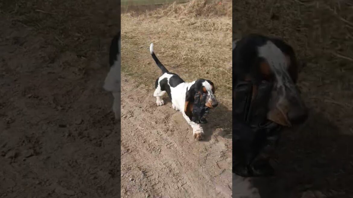 sarjassamme lenkkireissun löydöt #bassethound #pentu #lenkillä