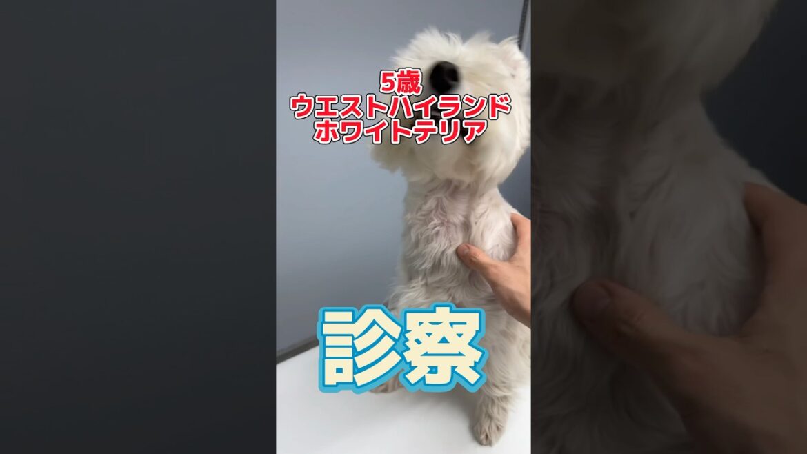 咳を頻繁にする5歳ウエストハイランドホワイトテリアが動物病院にやってきた！