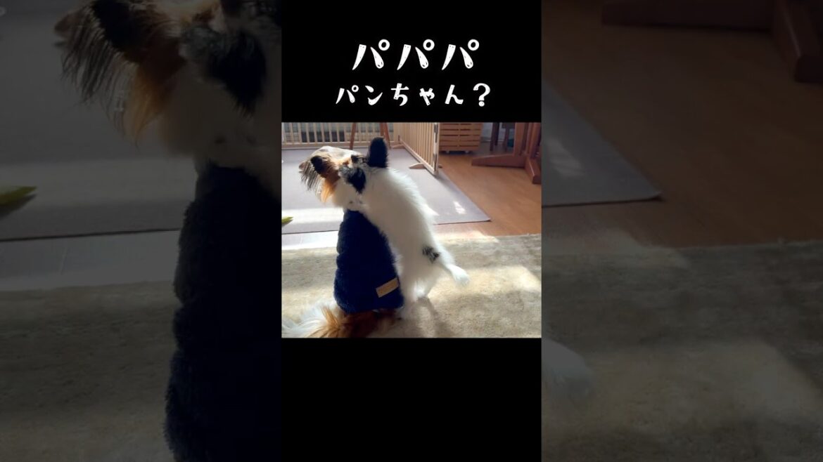 パンちゃん•・･？　 #パピヨン #papillon #可愛い　#子犬お迎え