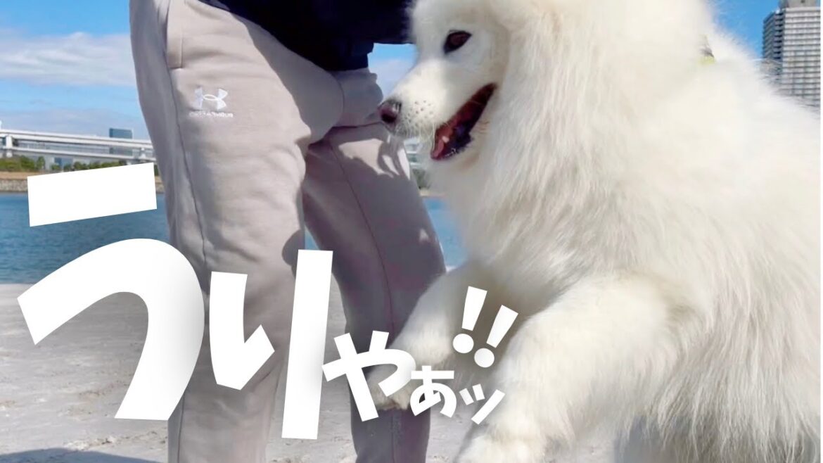 初めての砂浜でサモエドの本能が覚醒した日