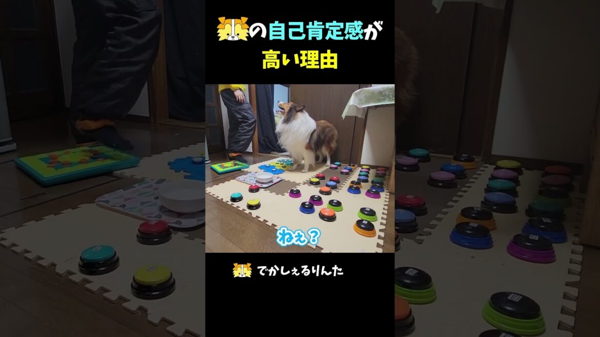 シェルティの自己肯定感が高い理由【会話ボタンでしゃべる犬】 #shorts #犬