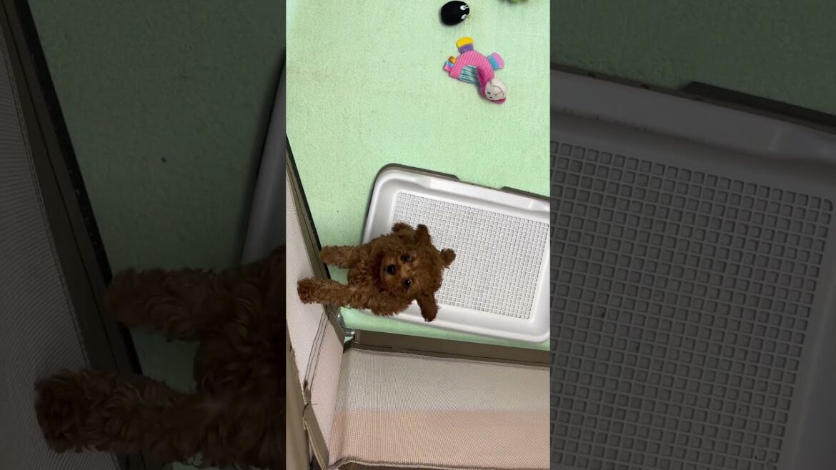 プードルライフの子犬情報【2025/02/12生まれ・レッド♂A】#トイプードル,#子犬,#ブリーダー,#子犬情報,#千葉県,#柏市,#プードルライフ,#タイニープードル